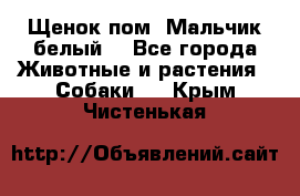 Щенок пом. Мальчик белый  - Все города Животные и растения » Собаки   . Крым,Чистенькая